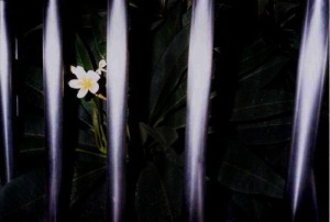 freedom_behind_bars